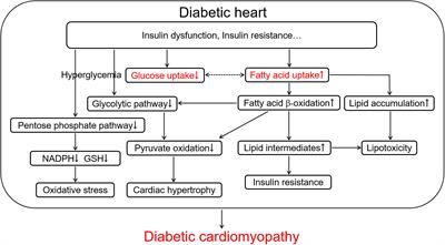 Profile of crosstalk between glucose and lipid metabolic disturbance and diabetic cardiomyopathy: Inflammation and oxidative stress